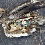 An albatross's stomach illustrates the impact of plastics on wildlife