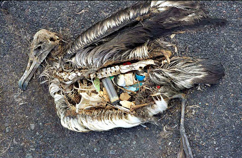 An albatross's stomach illustrates the impact of plastics on wildlife