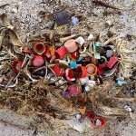 Everyday objects like toothbrushes, cigarette lighters and bottle caps can be found in the digestive systems of albatrosses