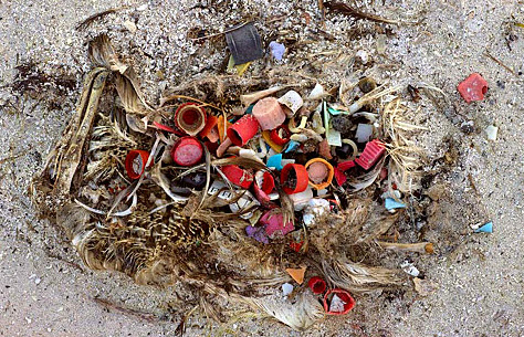 Everyday objects like toothbrushes, cigarette lighters and bottle caps can be found in the digestive systems of albatrosses