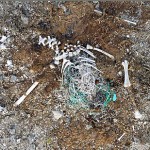 Fishing lines ingested by an albatross