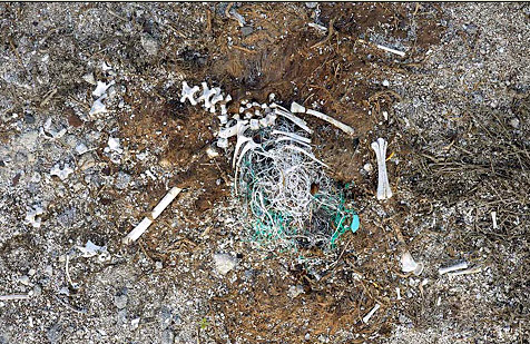 Fishing lines ingested by an albatross