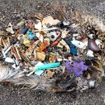 You can count up to thirty different pieces of plastic inside this albatross