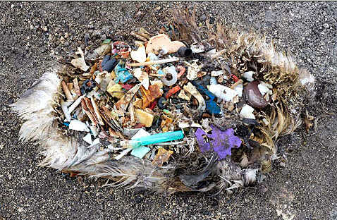 You can count up to thirty different pieces of plastic inside this albatross