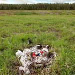 The ill effects of plastic occur in remote places too!