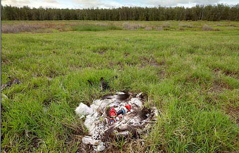 The ill effects of plastic occur in remote places too!