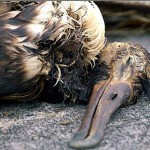 Avoid using single-use and disposable plastics, reuse and recycle! Join Endangered Species International.