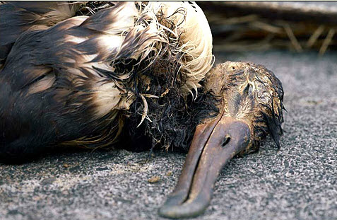 Avoid using single-use and disposable plastics, reuse and recycle! Join Endangered Species International.