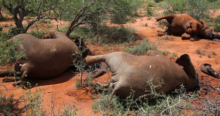 China holds the key to the future of the African Elephant