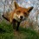 The Hunting Act: the most successful wild animal welfare legislation
