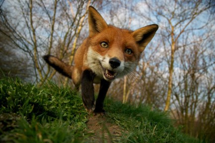 The Hunting Act: the most successful wild animal welfare legislation