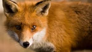 The Real Countryside Violence